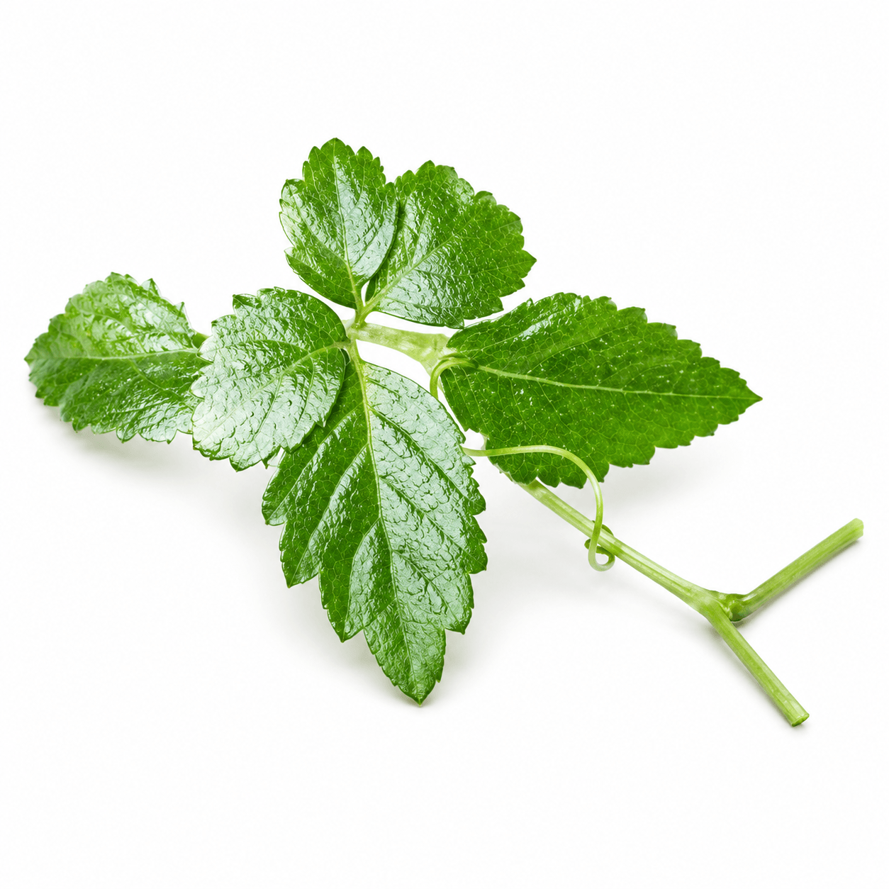 Gynostemma Pentaphyllum Extract (ActivAMP®) 450mg