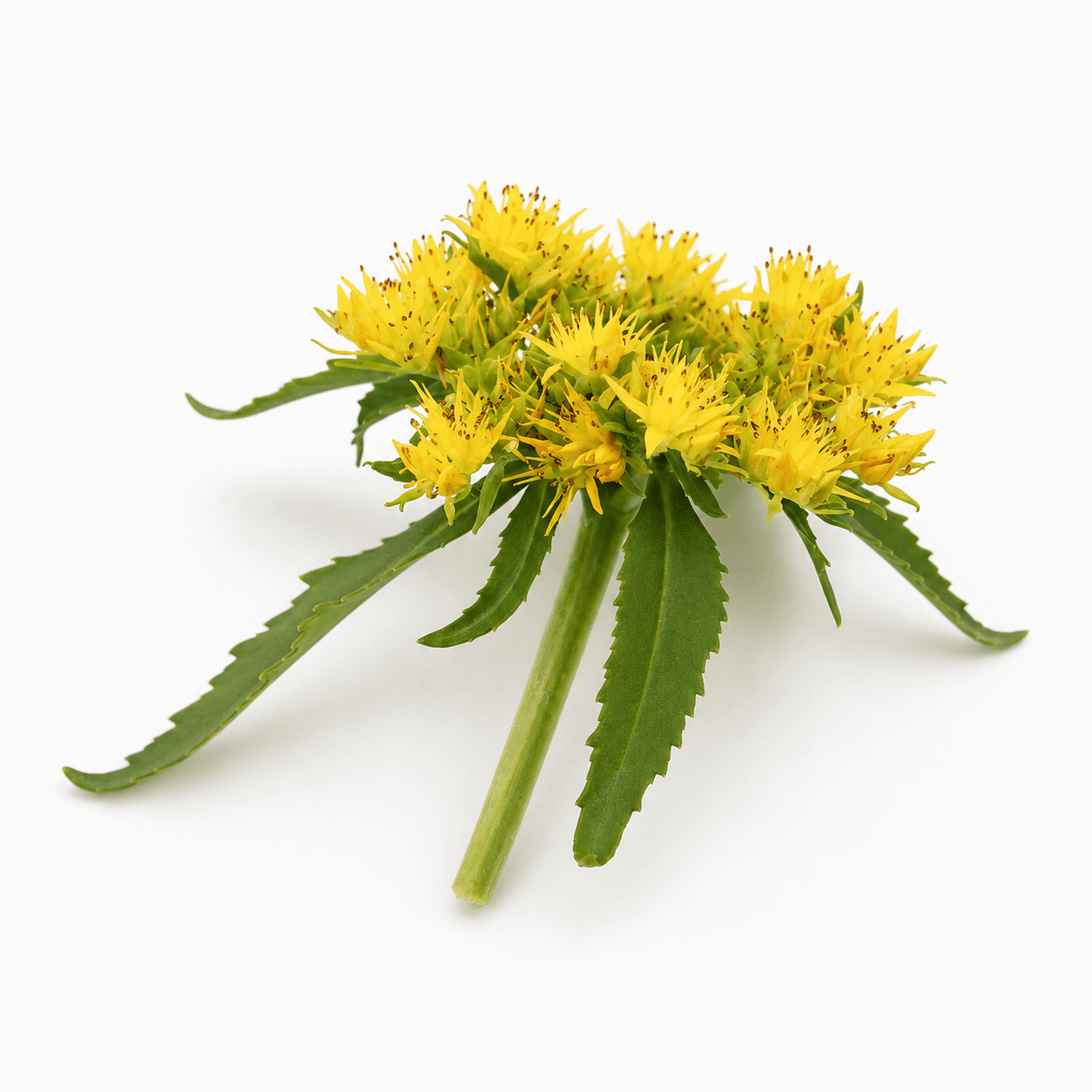 Rhodiola rosea extract (root) (Rhodiolife®) 150mg