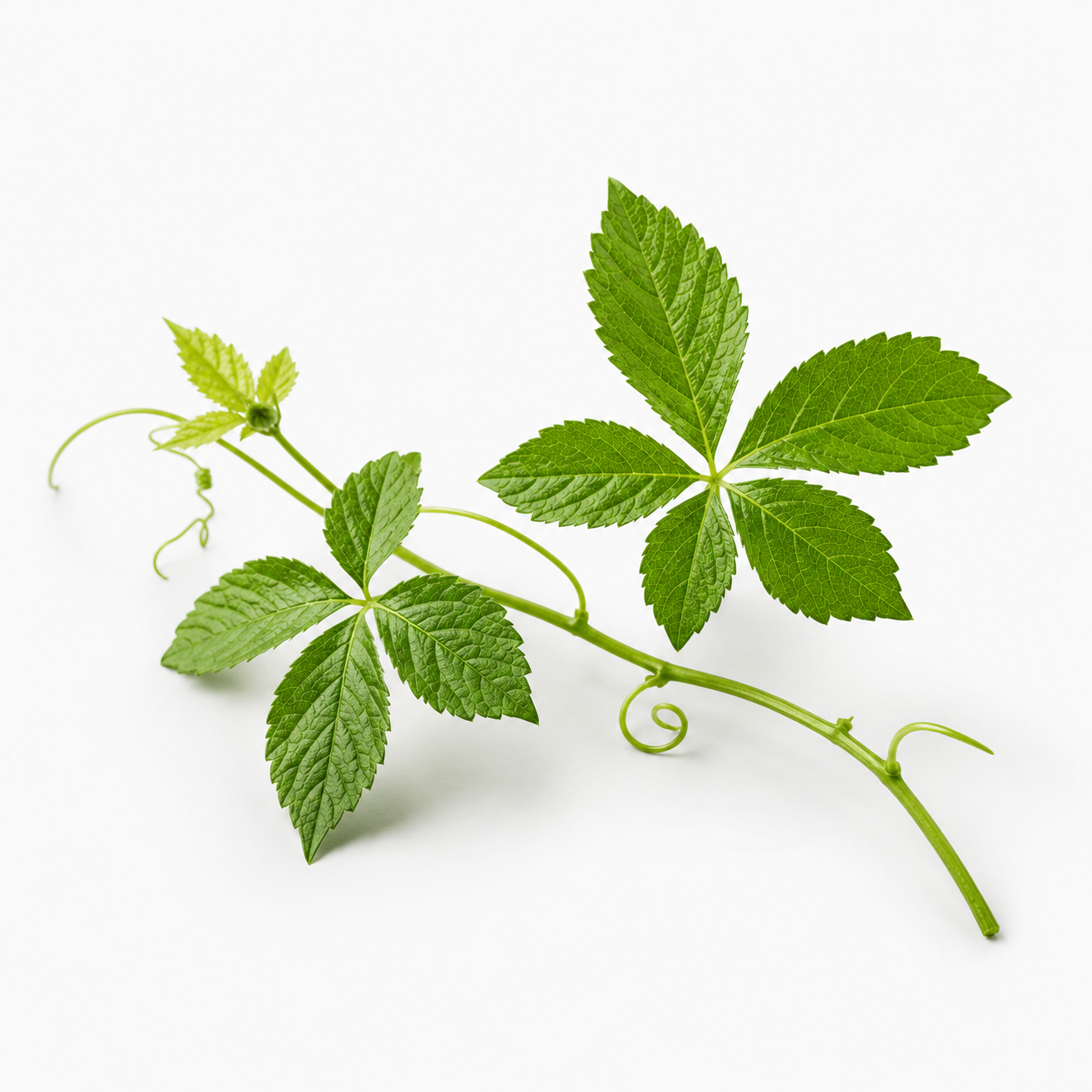 Gynostemma Pentaphyllum Extract (ActivAMP®) 450mg